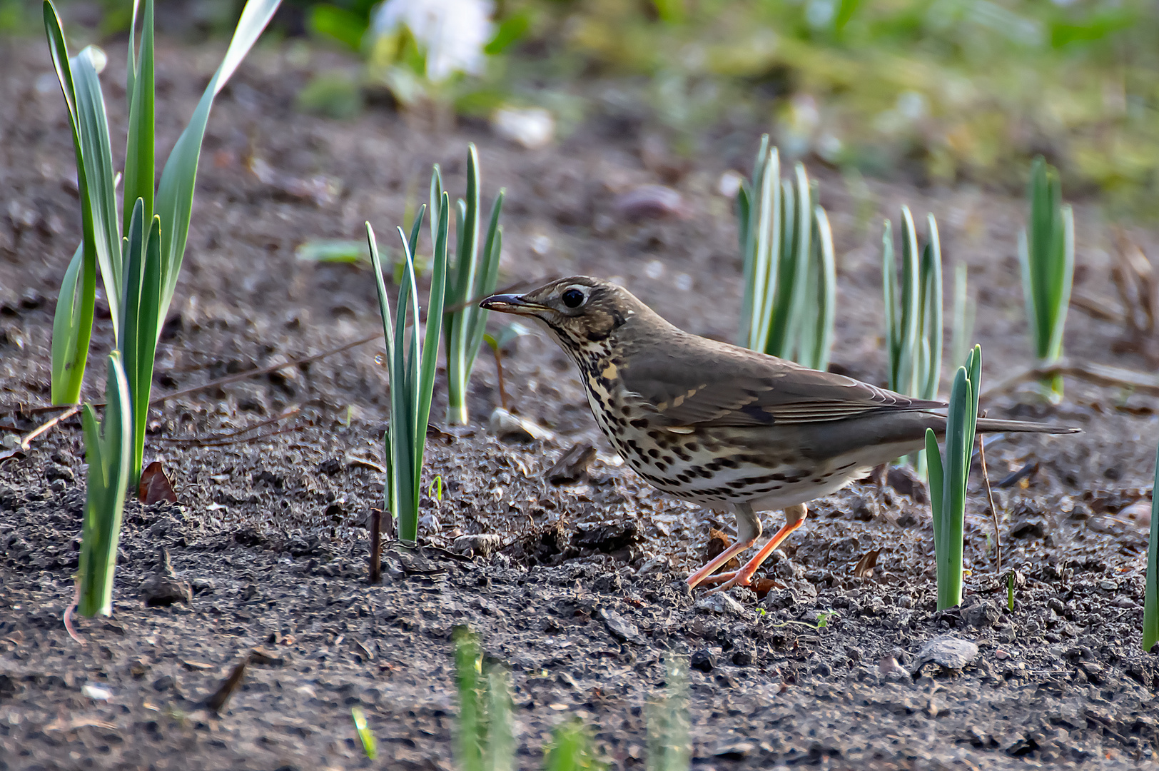 Singdrossel ((Turdus philomelos)