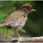 --- Singdrossel --- ( Turdus philomelos )