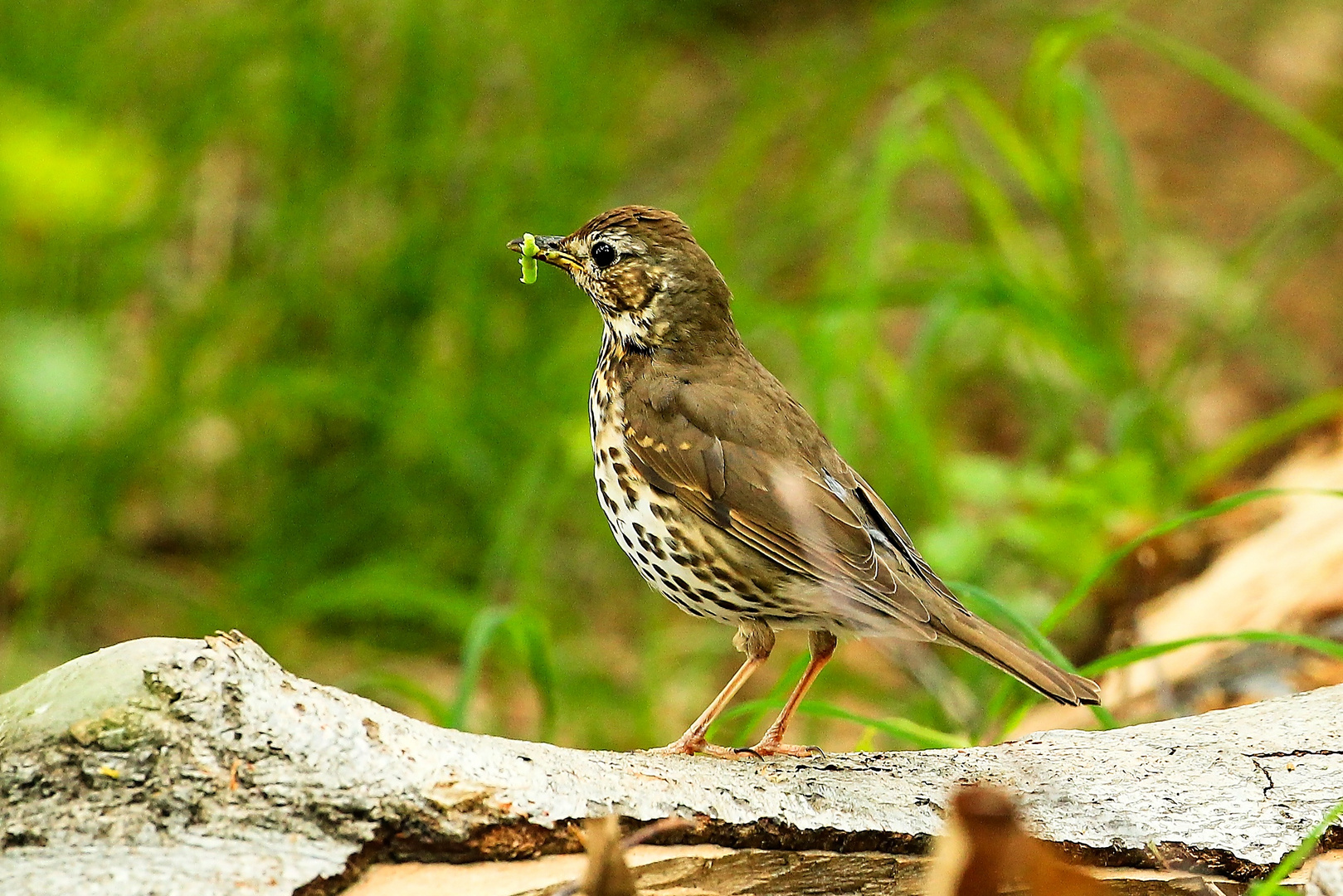 Singdrossel (turdus philomelos)