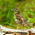 Singdrossel (turdus philomelos)