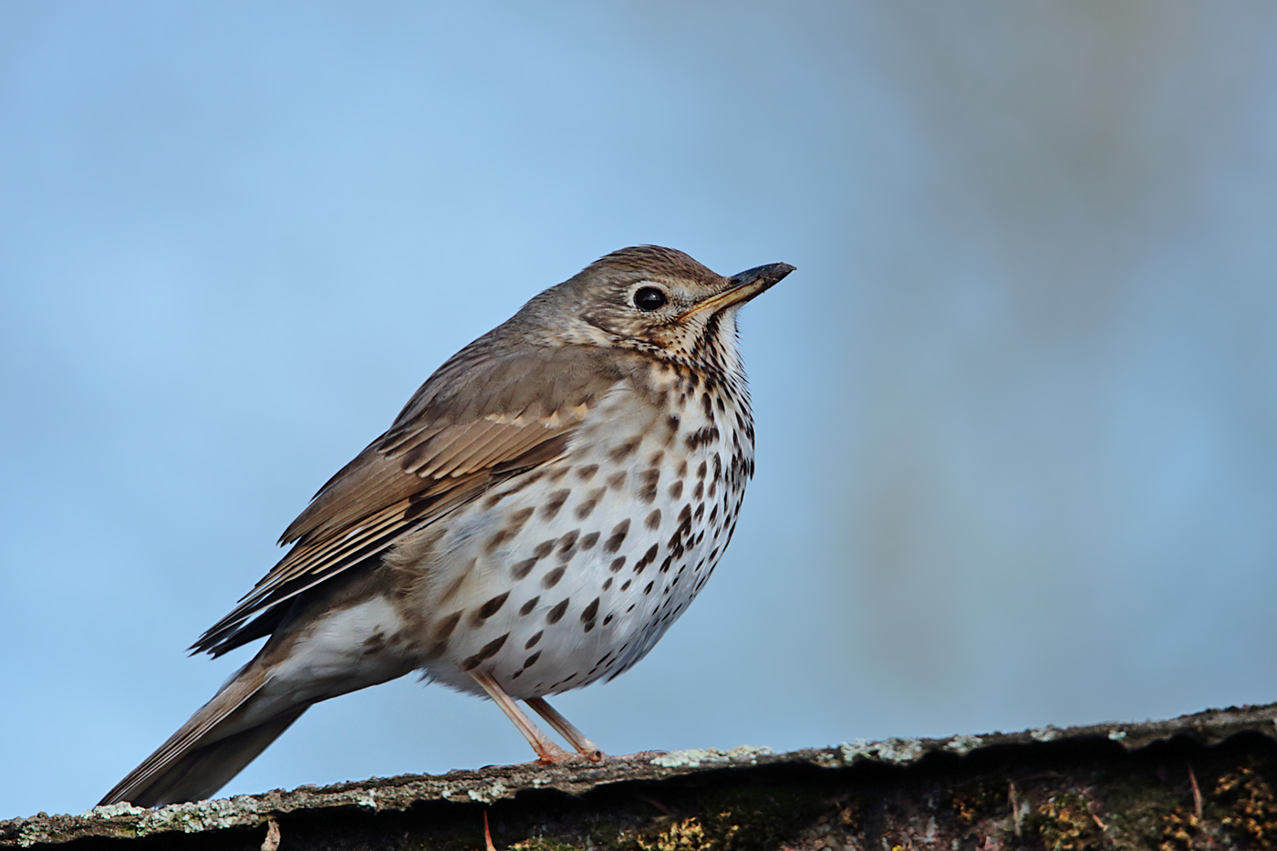 Singdrossel (Turdus philomelos)