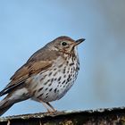 Singdrossel (Turdus philomelos)