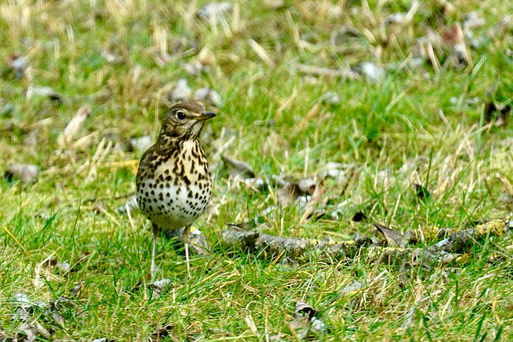 Singdrossel (Turdus philomelos)