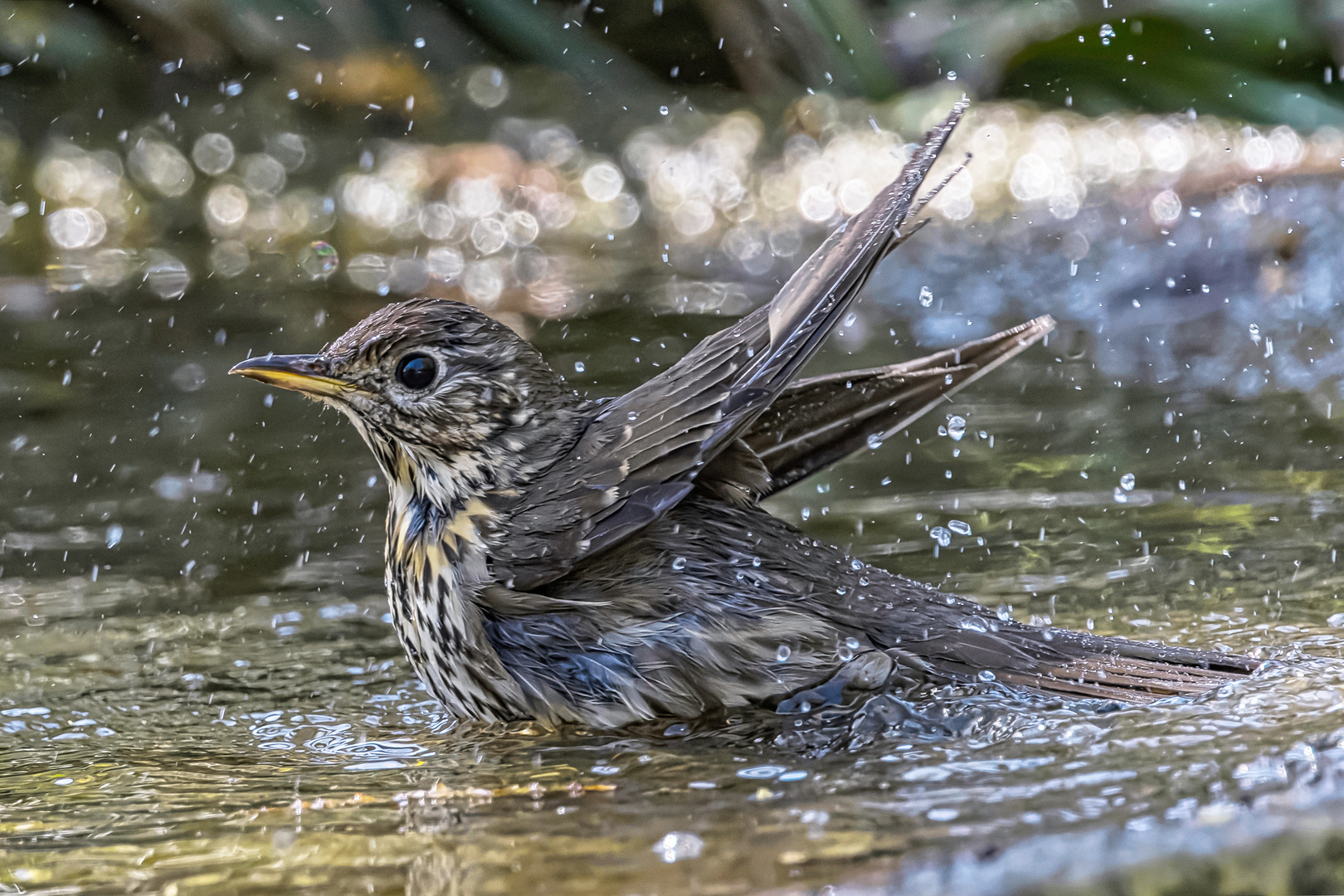 Singdrossel (Turdus philomelos) badet im Wasser.