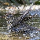 Singdrossel (Turdus philomelos) badet im Wasser.