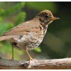 - Singdrossel - ( Turdus philomelos )