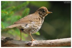 - Singdrossel - ( Turdus philomelos )