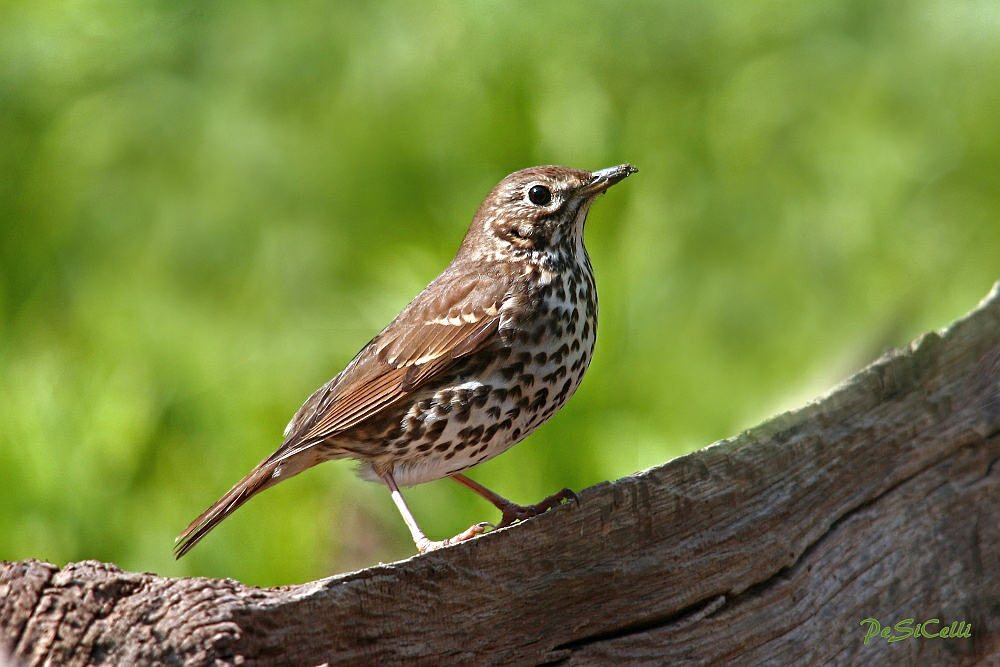 Singdrossel - Turdus philomelos