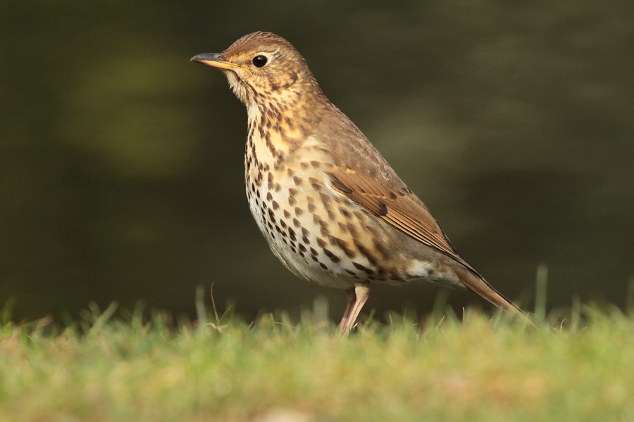 Singdrossel ( Turdus philomelos )