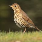 Singdrossel ( Turdus philomelos )