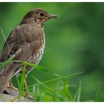 - Singdrossel - (Turdus philomelos)