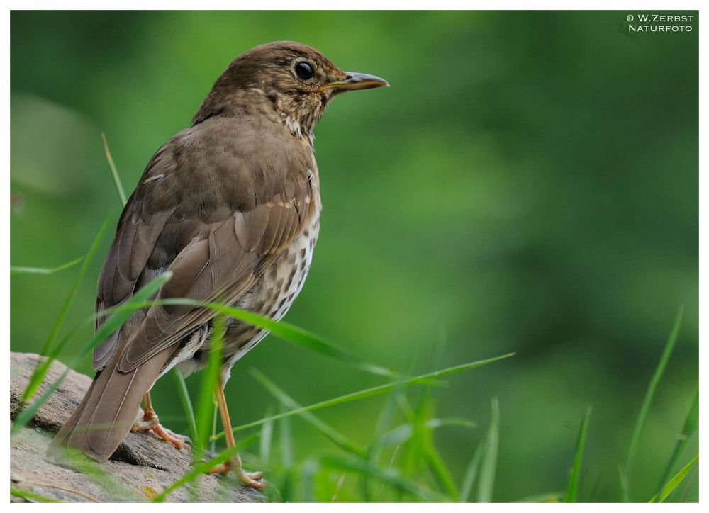 - Singdrossel - (Turdus philomelos)