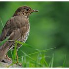 - Singdrossel - (Turdus philomelos)