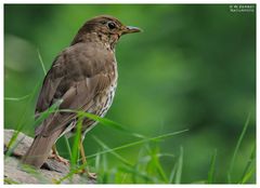 - Singdrossel - (Turdus philomelos)