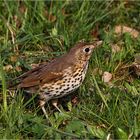 Singdrossel (Turdus philomelos)