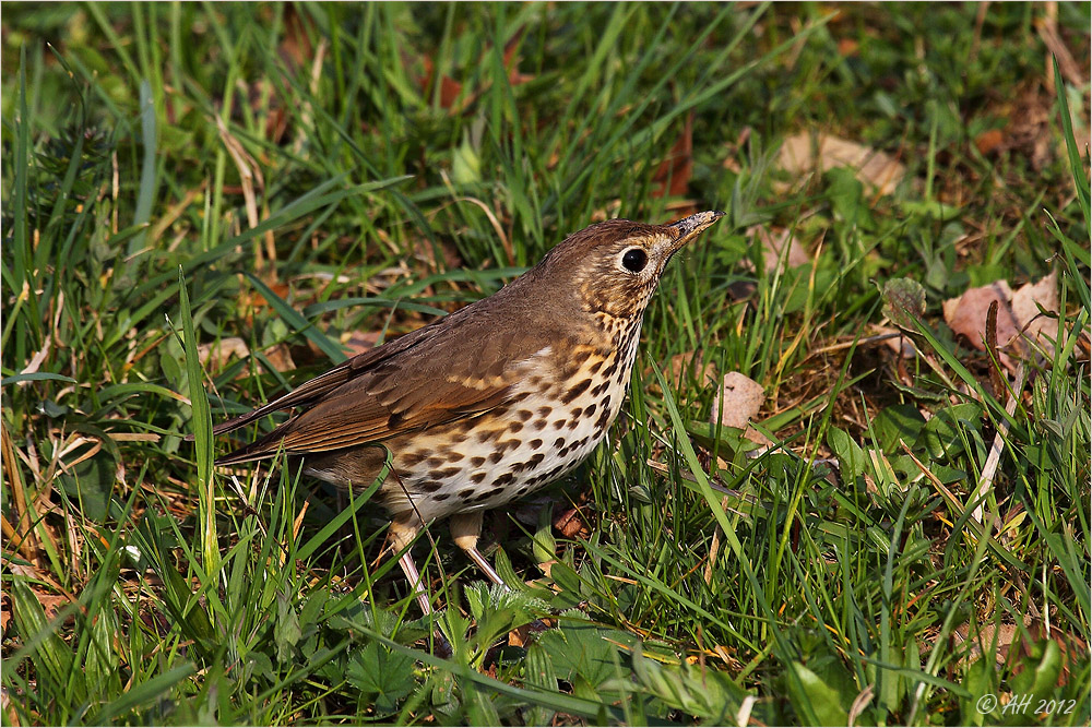 Singdrossel (Turdus philomelos)