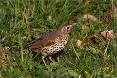 Singdrossel (Turdus philomelos)