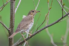 Singdrossel (Turdus philomelos)