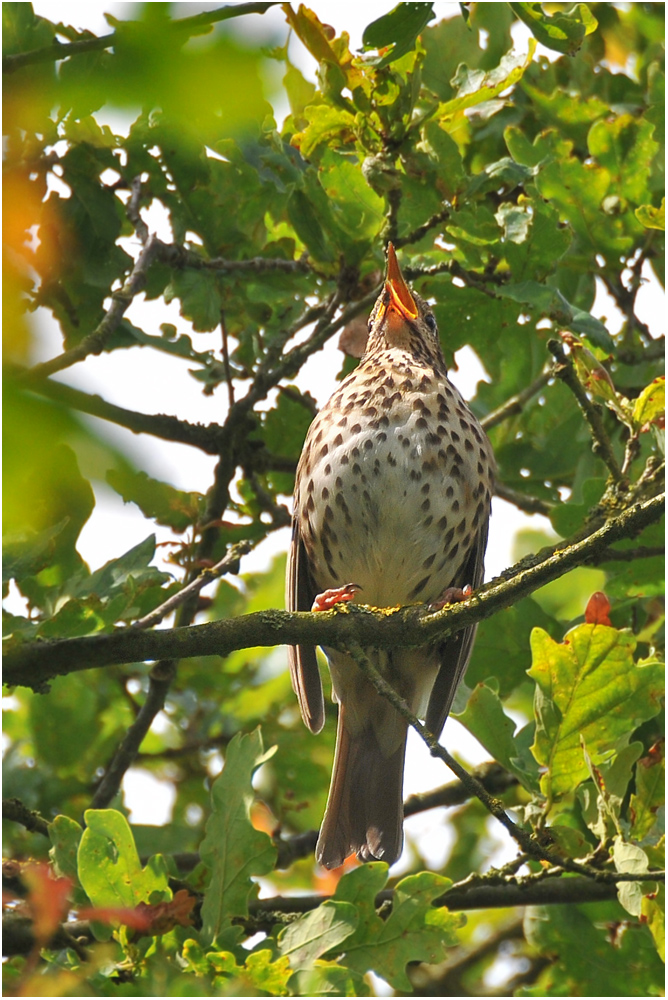 Singdrossel - Turdus philomelos