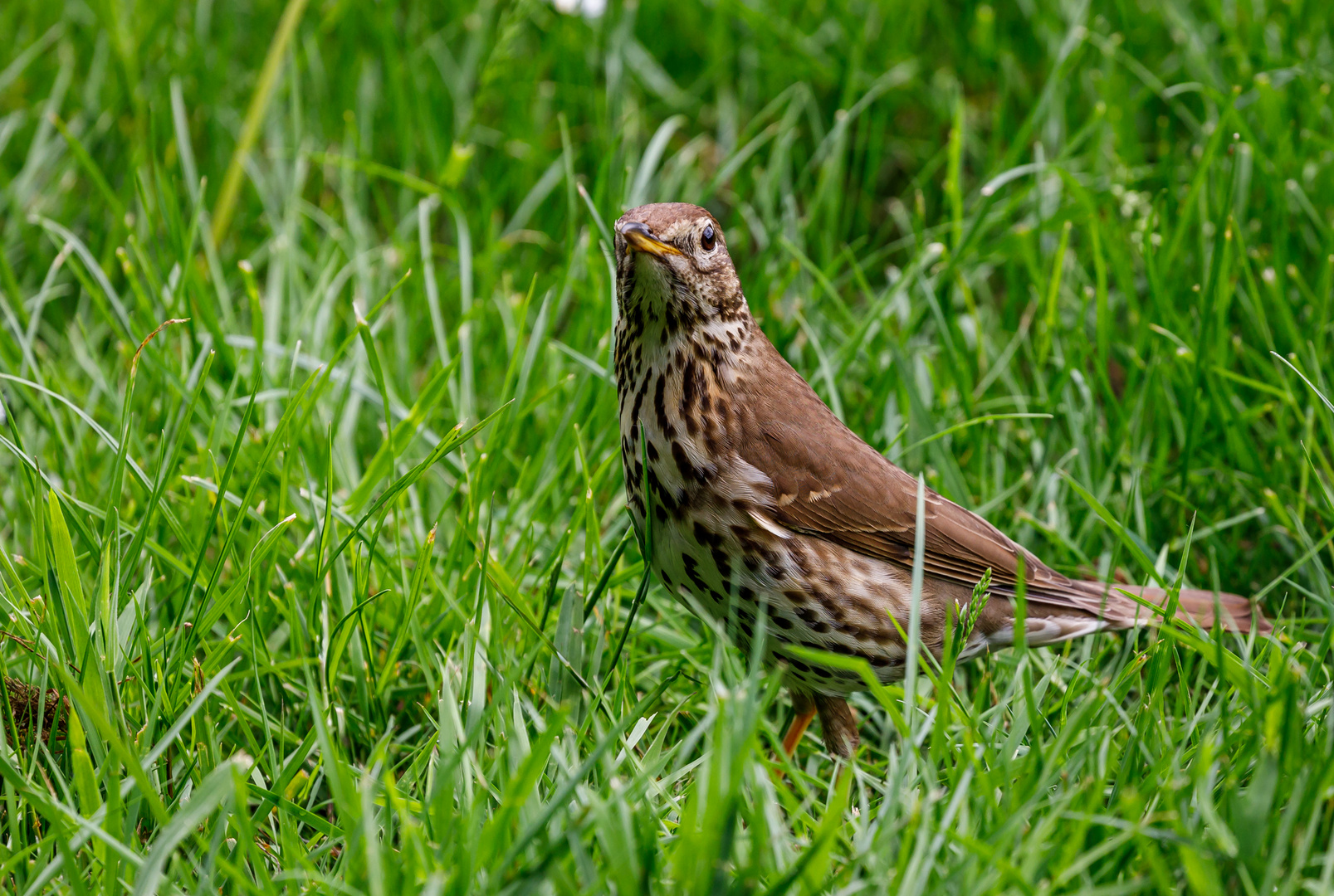 Singdrossel (Turdus philomelos)