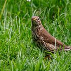 Singdrossel (Turdus philomelos)