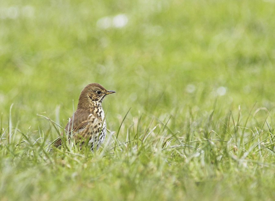 Singdrossel (Turdus philomelos) [K]