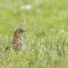 Singdrossel (Turdus philomelos) [K]