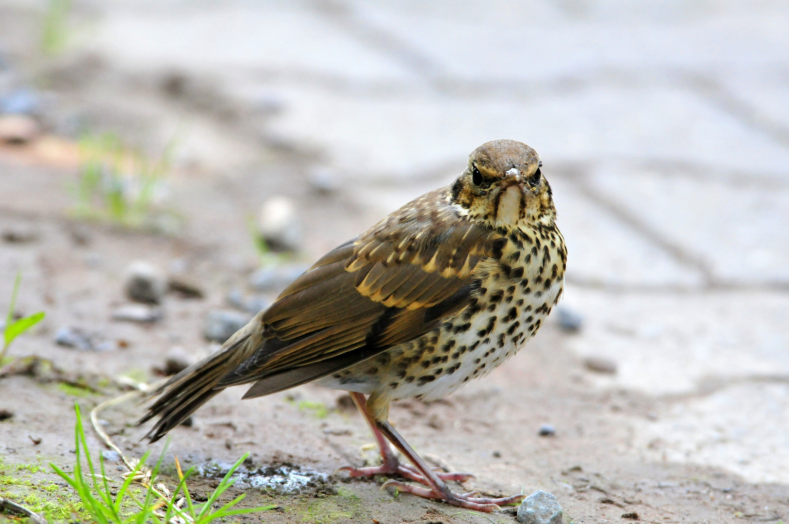 Singdrossel (Turdus philomelos)... mit Zeckenbefall...