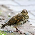 Singdrossel (Turdus philomelos)... mit Zeckenbefall...