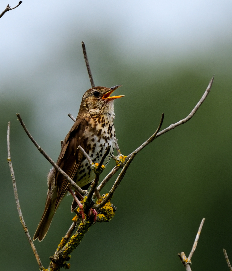 Singdrossel, (Turdus philomelos), Song thrush, Zorzal común