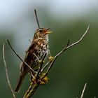 Singdrossel, (Turdus philomelos), Song thrush, Zorzal común