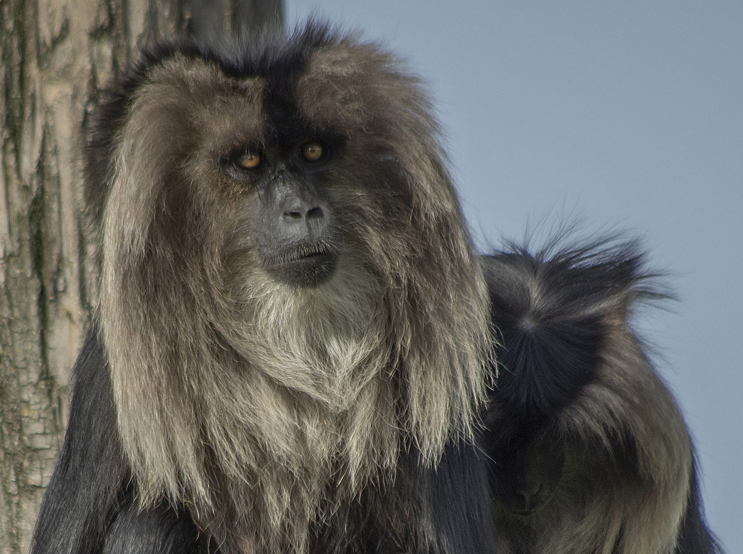 Singe à crinière (Macaca silenus, macaque ouanderou)