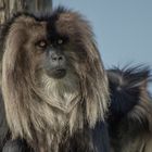 Singe à crinière (Macaca silenus, macaque ouanderou)