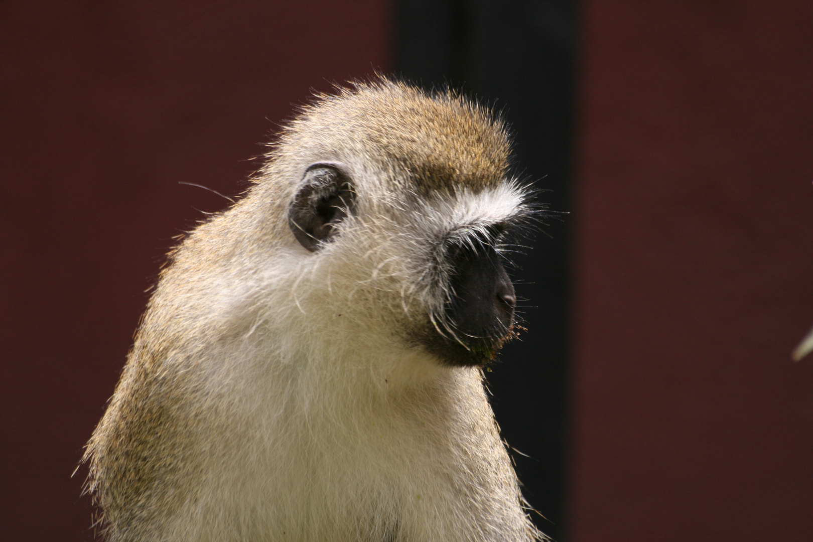 SINGE AU KENYA