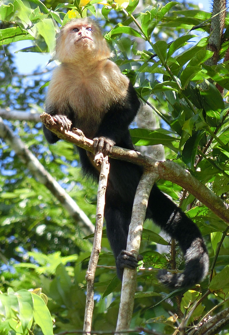 singe capucin photo et image north america, central america, costa rica Images
