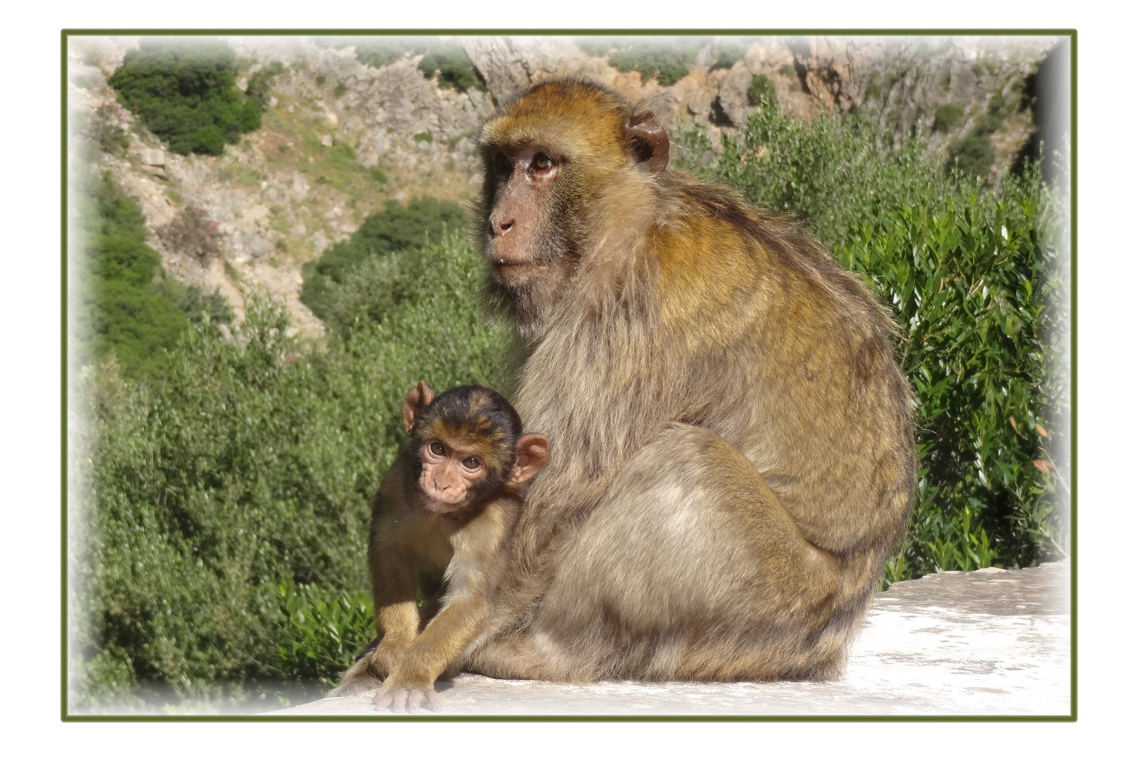 Singe d'Algerie