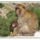 Singe d'Algerie