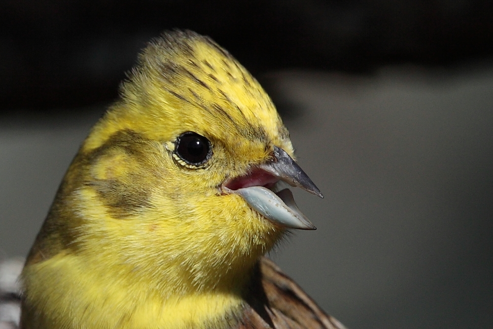 ...singe dann, wenns mir paßt.....,Dettingen a.d.Erms, Biosphärengebiet