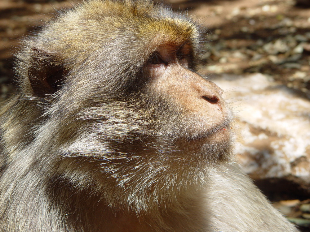 Singe dans la foret près d'Azrou