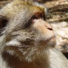 Singe dans la foret près d'Azrou