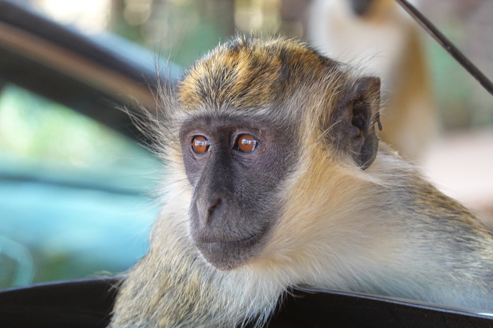 Singe de la réserve de Bandia, Sénégal