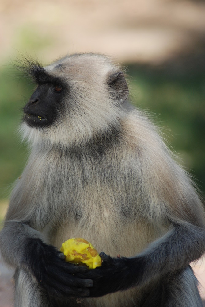 Singe des Jardins de Mandalore