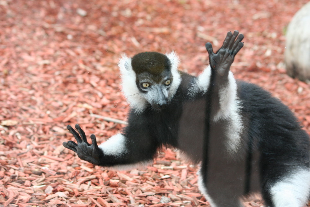 singe du parc de la tete d or lyon