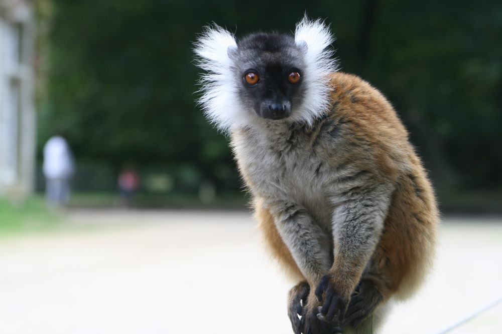 singe ou démon?