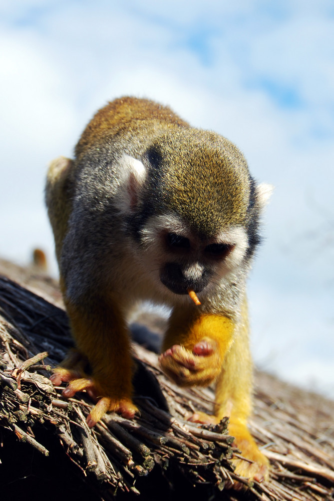 Singe sans briquet