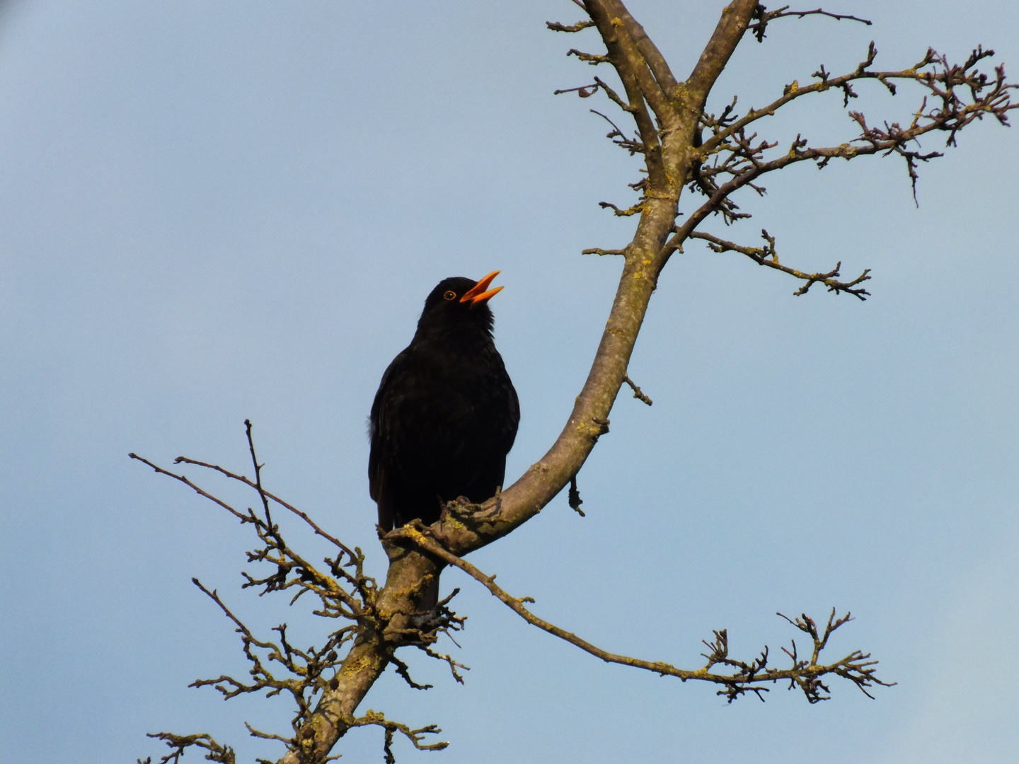 Singe, wem Gesang gegeben