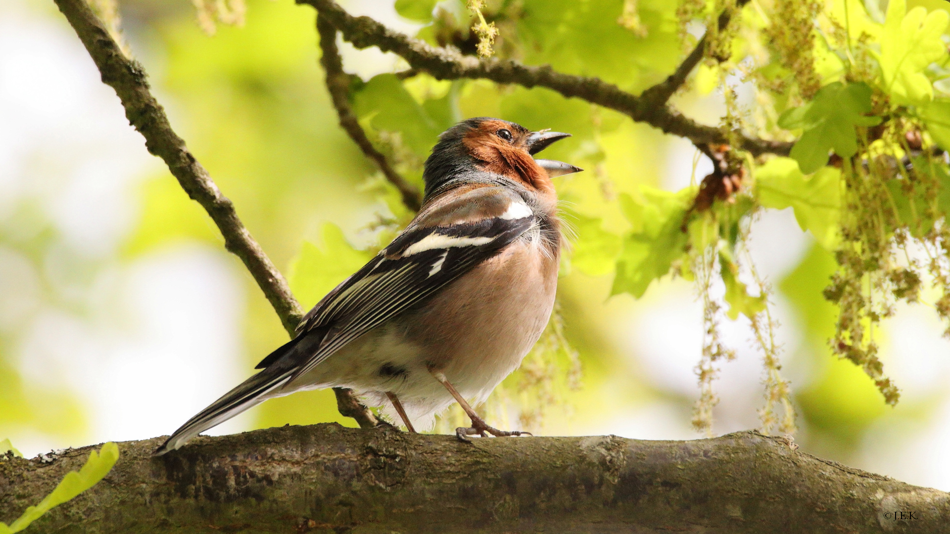 "Singe, wem Gesang gegeben"