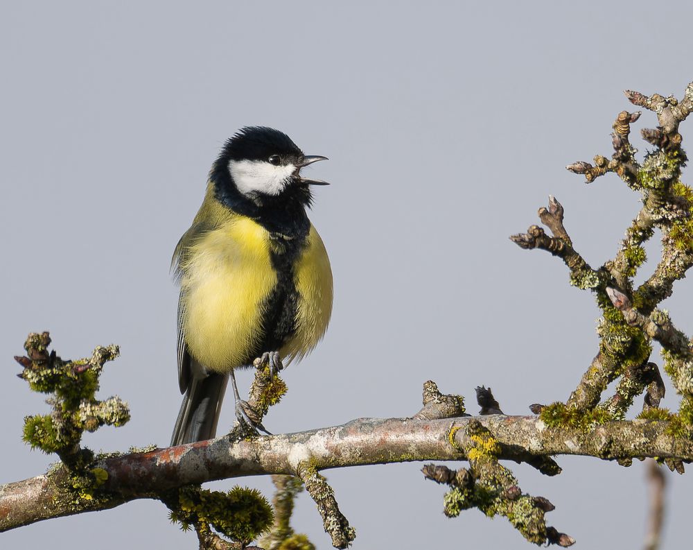 Singe wem Gesang gegeben Foto & Bild tiere, wildlife, wild lebende