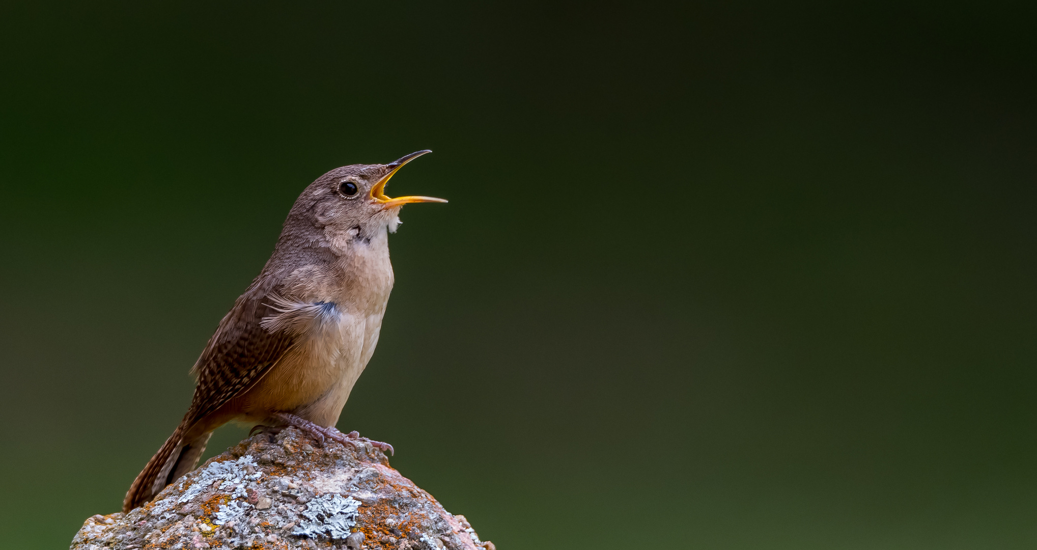 Singe wem Gesang gegeben... Ein Zaunkönig! Troglodytes musculus