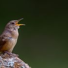 Singe wem Gesang gegeben... Ein Zaunkönig! Troglodytes musculus